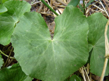 Feuilles basilaires possédant un limbe arrondi et crénelé porté par un long pétiole tandis que les supérieures sont sessiles. Agrandir dans une nouvelle fenêtre (ou onglet)